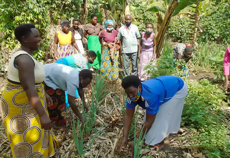 Vegetable Growing